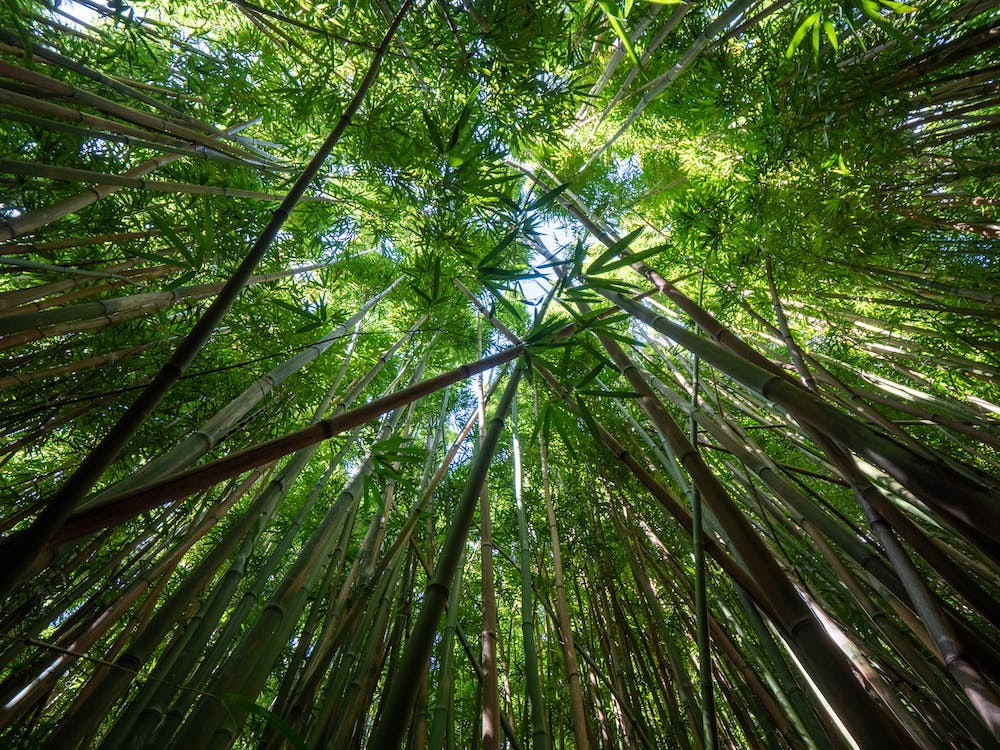 Bamboo